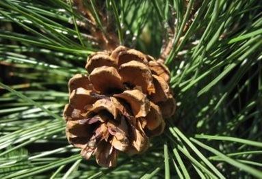 A single pine cone against a pine bough.