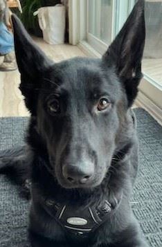 An image of K-9 Deputy Manfred, a two-year-old German Shepherd, sitting in the grass.