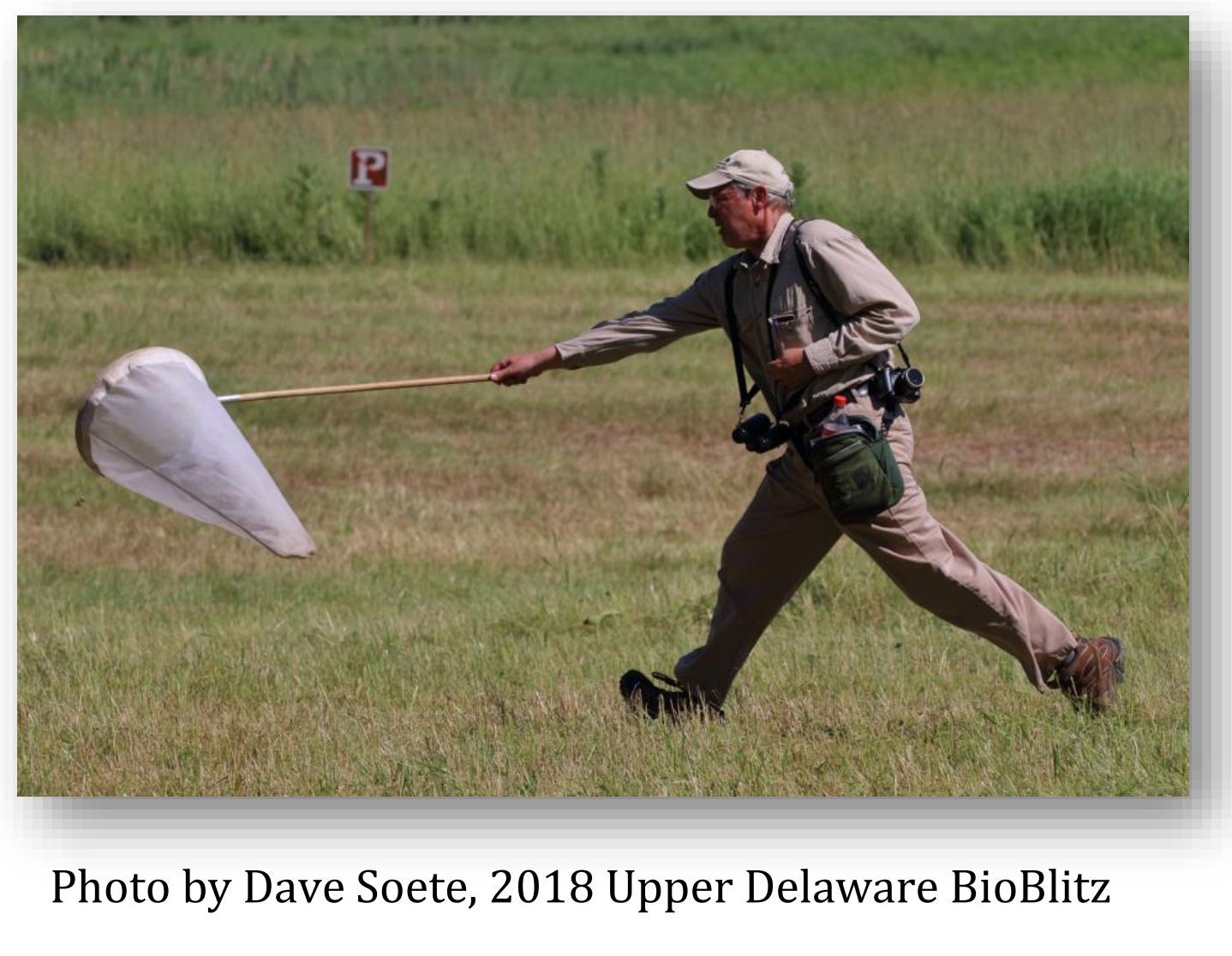 An image of a man with a hand-held net catching insects in a field.4