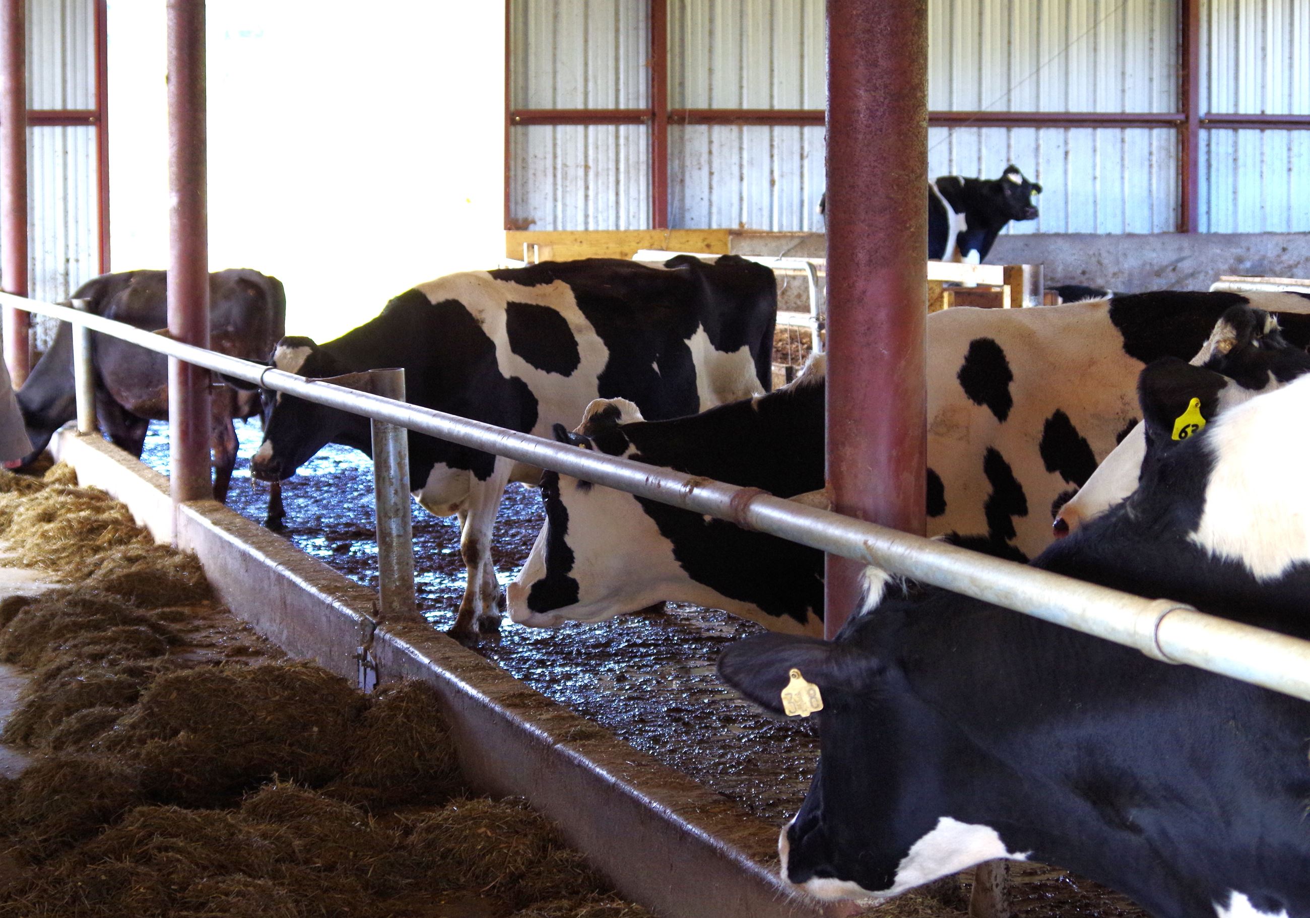 Four, spotted dairy cows head to the trough for lunch.